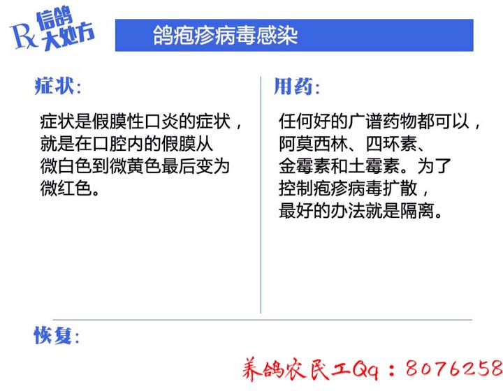 信鸽常见疾病和治疗,信鸽病的诊断治疗