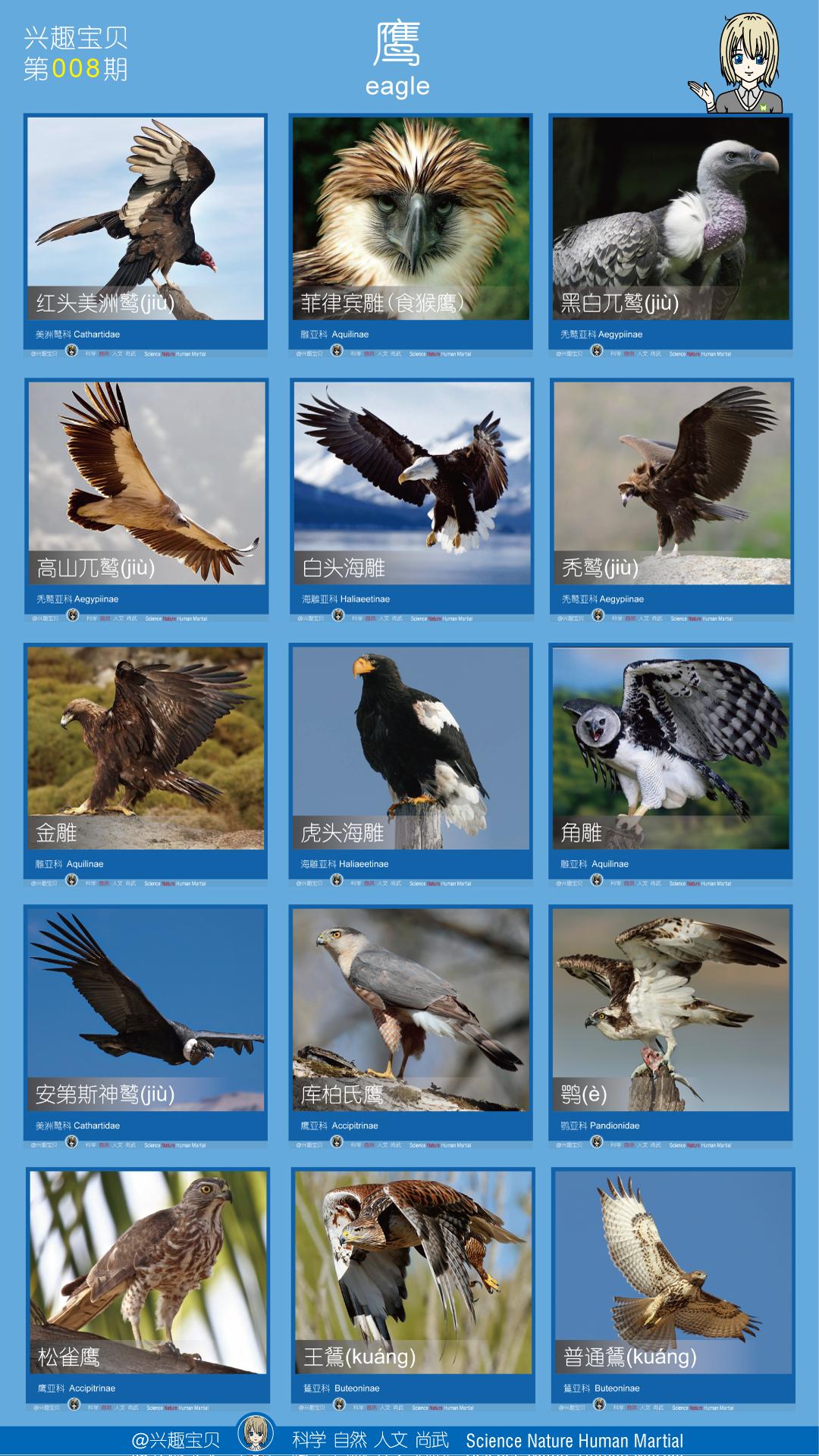 所有36种猫科动物排行,兴趣宝贝21期