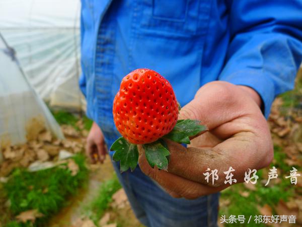 草莓哥商丘,草莓哥精品水果