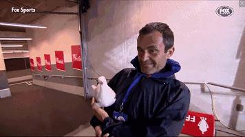 悉尼一只海鸥误入足球赛场，被一球打晕后，成了全场焦点……