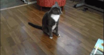 宠物吃辣条搞笑视频,什么宠物吃辣条会中毒