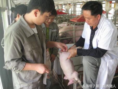 职业养猪人,养猪人的生涯