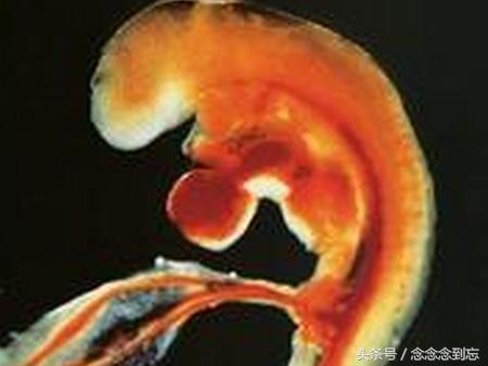 孕早期迟迟未见胚芽，到底啥原因？