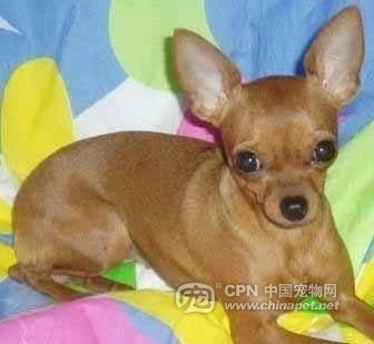 哪一种狗狗最贵,狗狗价格排行榜前十最贵