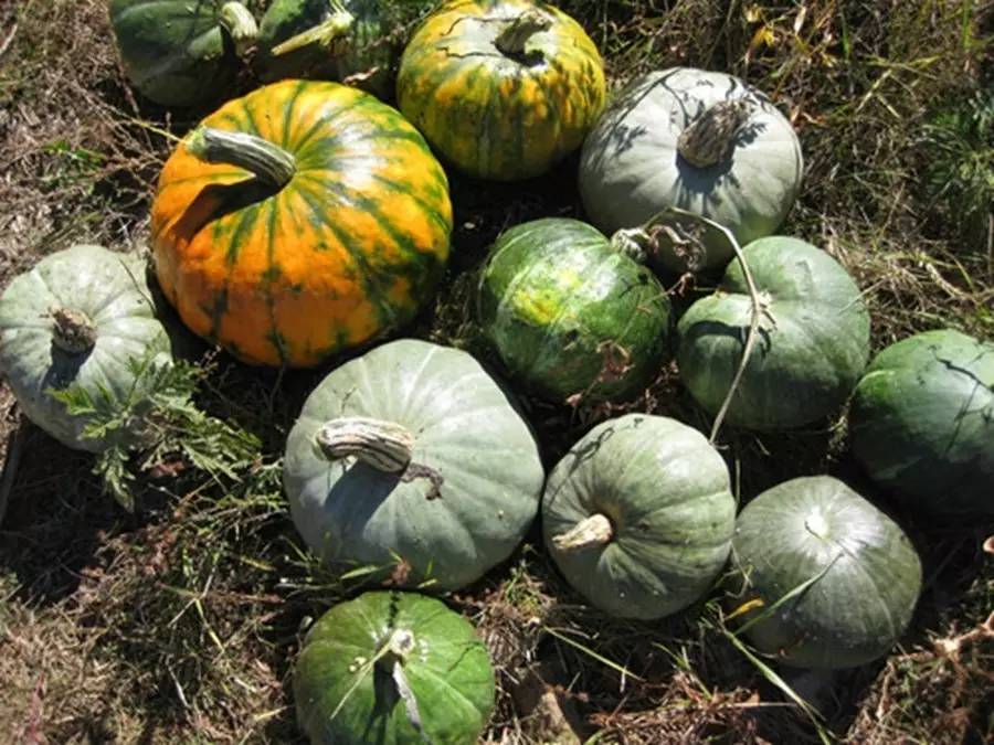 父亲的秋天现代文阅读,父亲的秋天阅读答案