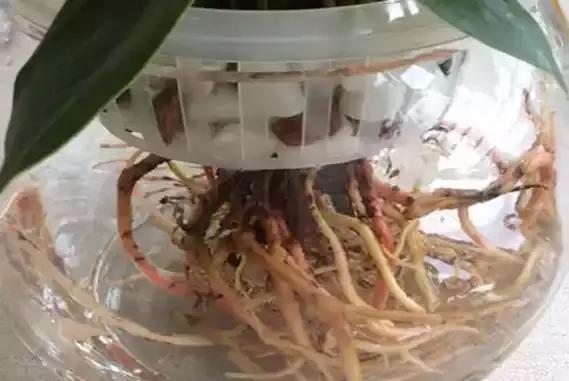 红掌烂根怎么处理最好,红掌烂根怎么救