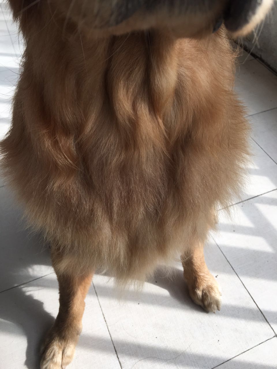 金毛有卷毛是什么原因,我家金毛为什么那么笨