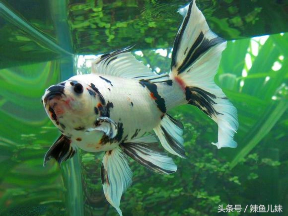 2-3厘米草金鱼饲养,新手饲养兰寿金鱼