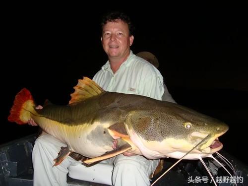 亚马逊钓鱼钓到最大的鱼,亚马逊钓到1吨的鱼