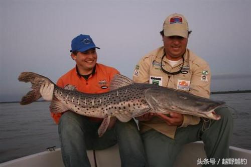 亚马逊钓鱼钓到最大的鱼,亚马逊钓到1吨的鱼