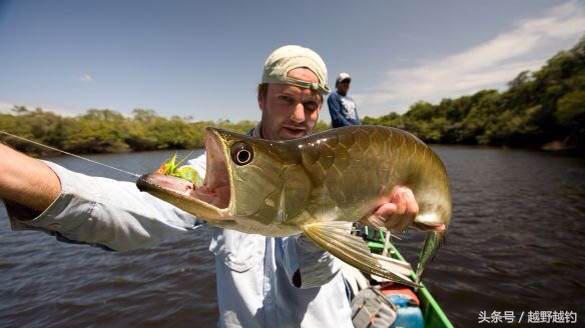 亚马逊钓鱼钓到最大的鱼,亚马逊钓到1吨的鱼