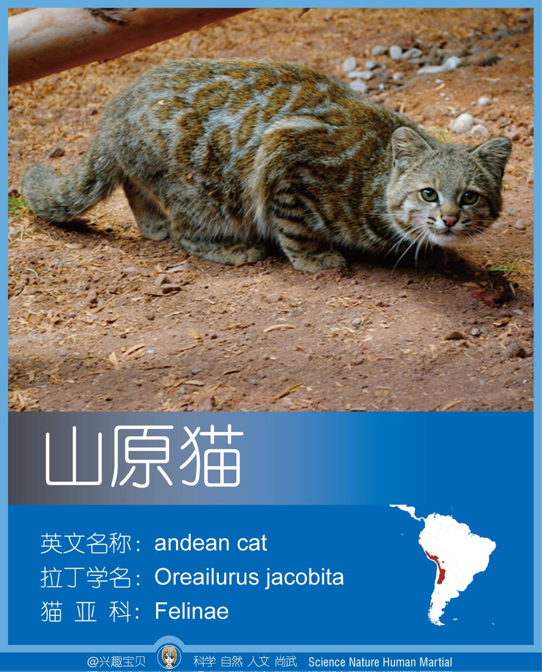 所有36种猫科动物排行,兴趣宝贝21期