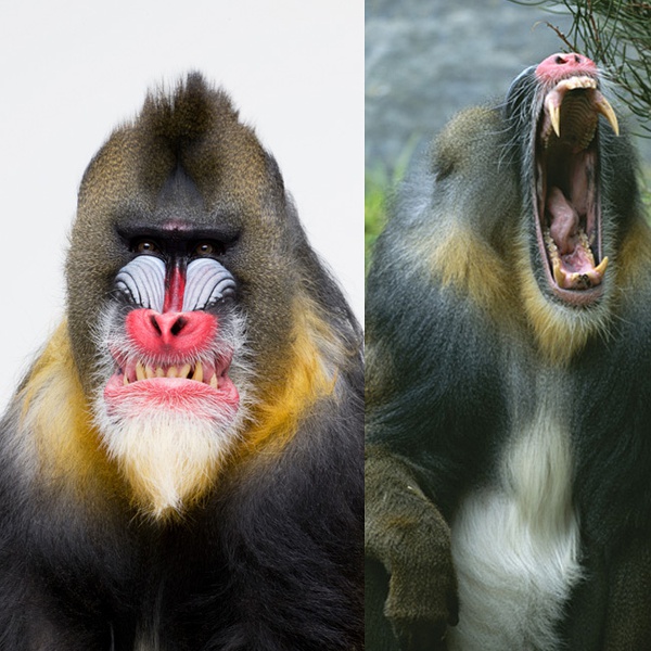 探索世界奇葩物种,奇葩的生物探索