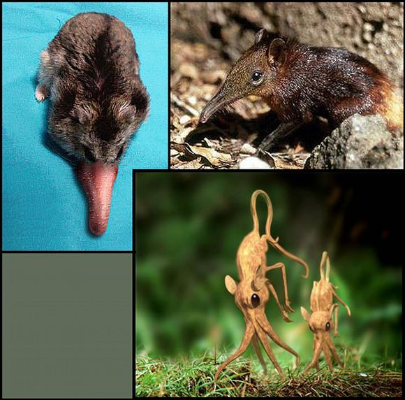 探索世界奇葩物种,奇葩的生物探索