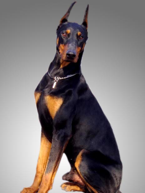 哪一种狗狗最贵,狗狗价格排行榜前十最贵