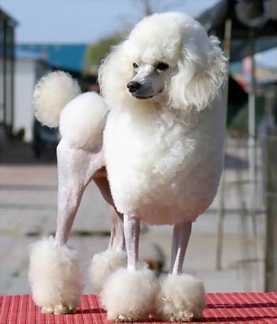 哪一种狗狗最贵,狗狗价格排行榜前十最贵