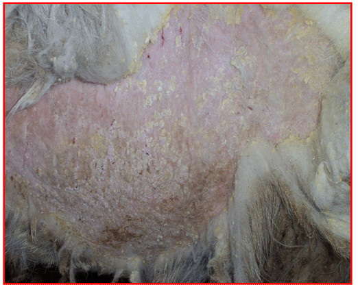 羊得了疥螨病如何治疗,羊疥螨怎么治疗好得快