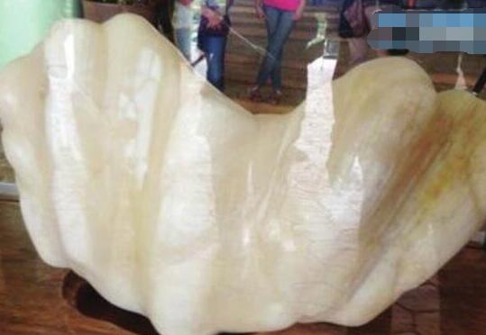 佛教七大珍宝砗磲,佛教七宝贝壳