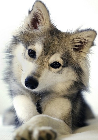 挑选狗狗,如何挑选好狗狗的三个技巧