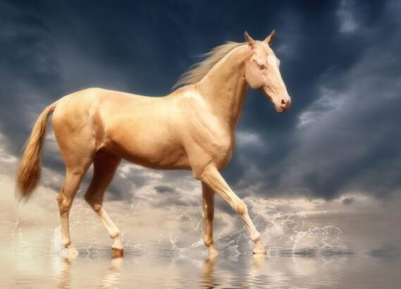 动物趣闻,动物趣闻100个