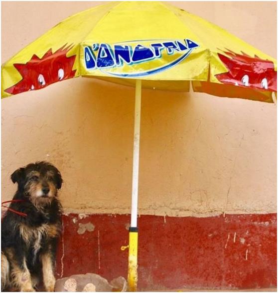 羊驼是羊和骆驼杂交的后代吗,羊驼是羊类吗