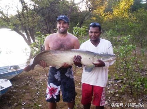 亚马逊钓鱼钓到最大的鱼,亚马逊钓到1吨的鱼