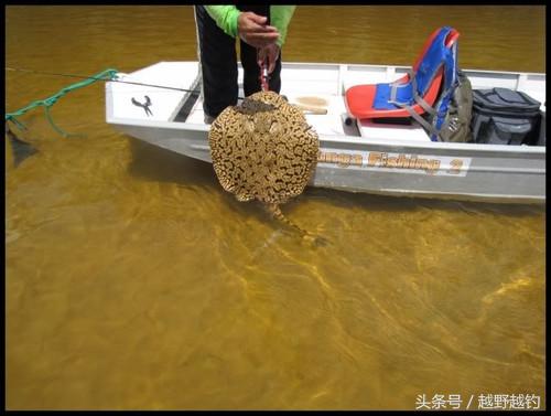 亚马逊钓鱼钓到最大的鱼,亚马逊钓到1吨的鱼