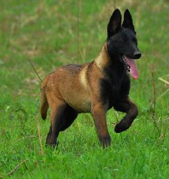 真正的好马犬是什么品种,真正的马犬有多少个品种