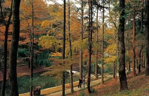 宁波大自然美轮美奂的风景,宁波最美森林