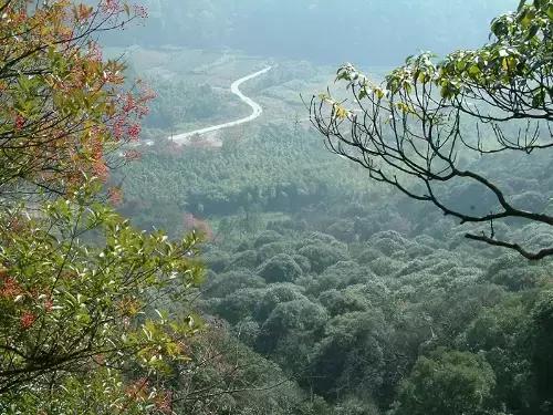 宁波大自然美轮美奂的风景,宁波最美森林