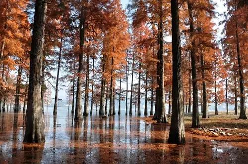 宁波大自然美轮美奂的风景,宁波最美森林