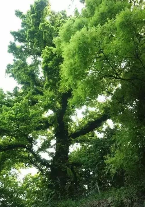 宁波大自然美轮美奂的风景,宁波最美森林