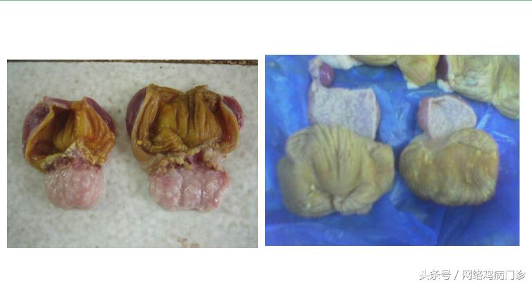 脱霉剂实测,脱霉剂真正脱霉吗