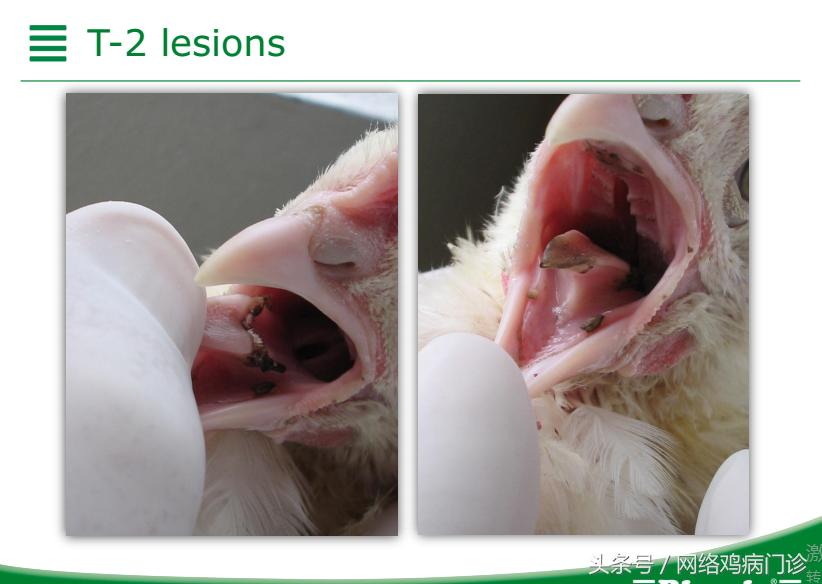 脱霉剂实测,脱霉剂真正脱霉吗