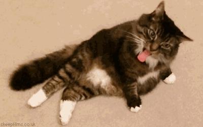 宠物吃辣条搞笑视频,什么宠物吃辣条会中毒