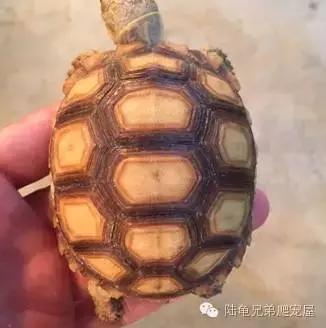 苏卡达生长快吗,如何辨别激素苏卡达