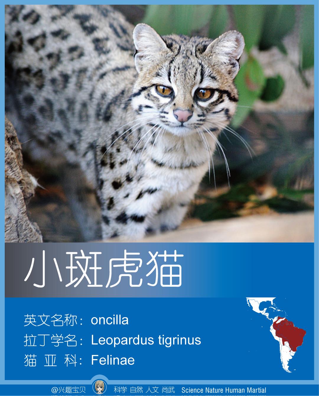 所有36种猫科动物排行,兴趣宝贝21期