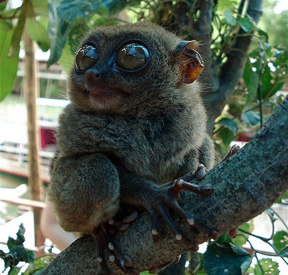 探索世界奇葩物种,奇葩的生物探索