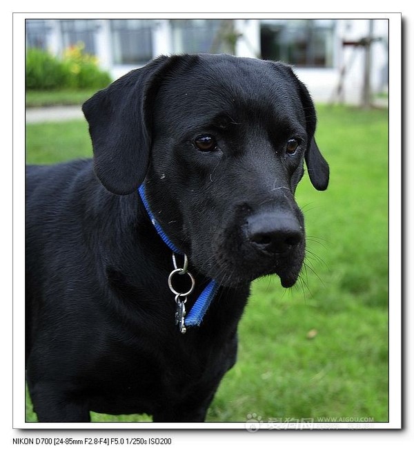 哪一种狗狗最贵,狗狗价格排行榜前十最贵