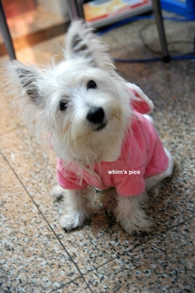 哪一种狗狗最贵,狗狗价格排行榜前十最贵