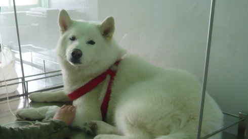 犬细小病毒病干扰素作用是什么,犬细小病毒病是外科还是内科