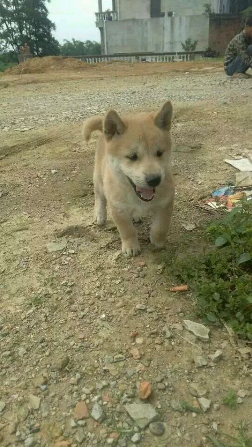 中华田园犬像日本人,农村中华田园犬和柴犬