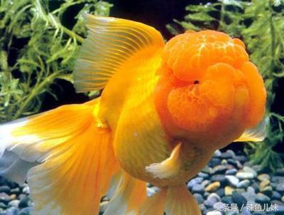 2-3厘米草金鱼饲养,新手饲养兰寿金鱼