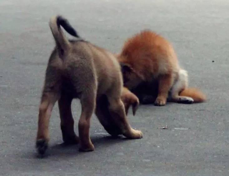 宠物狗长痘痘是怎么引起的,狗狗长痘痘有脓掉毛