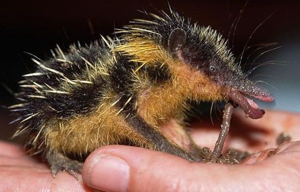 探索世界奇葩物种,奇葩的生物探索