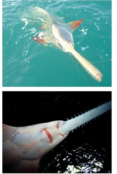 探索世界奇葩物种,奇葩的生物探索