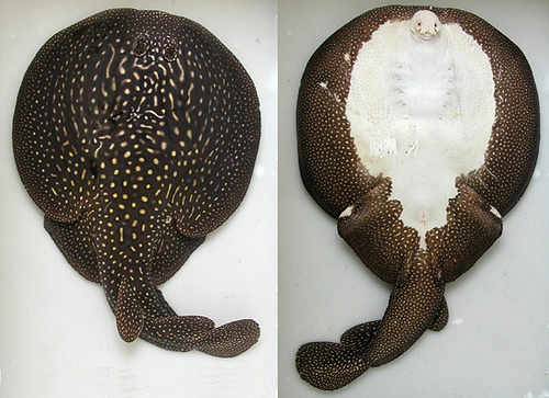 探索世界奇葩物种,奇葩的生物探索