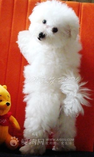 哪一种狗狗最贵,狗狗价格排行榜前十最贵