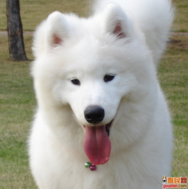 哪一种狗狗最贵,狗狗价格排行榜前十最贵