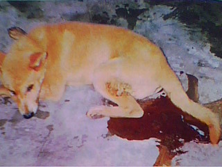 犬细小病毒病干扰素作用是什么,犬细小病毒病是外科还是内科